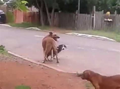 gozando na buceta da cachorra|Negão dotado comendo e gozando na buceta da cachorra